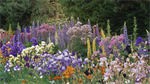 Fond d'écran gratuit de Fleurs - Jardins numéro 60913